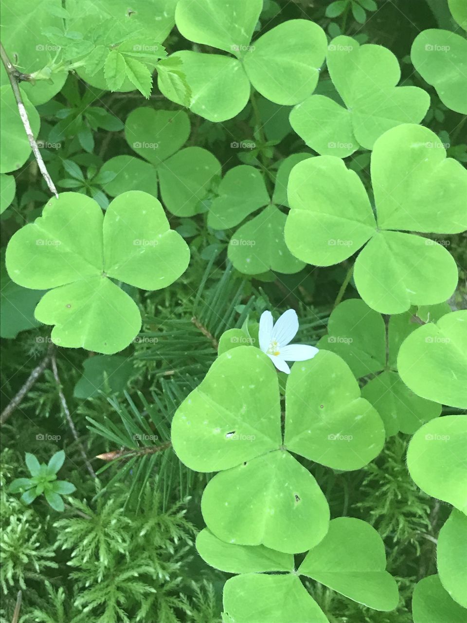 Wild clovers