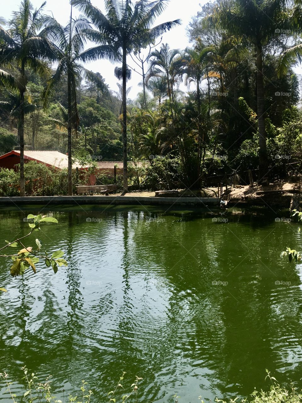 Meio-dia na Serra do Japi.
Como não se encantar com tanto verde e ar puro nesta reserva biológica tão importante para o AGU de Jundiai?
Sem dúvida, uma das maravilhas da “Terra da Uva”.