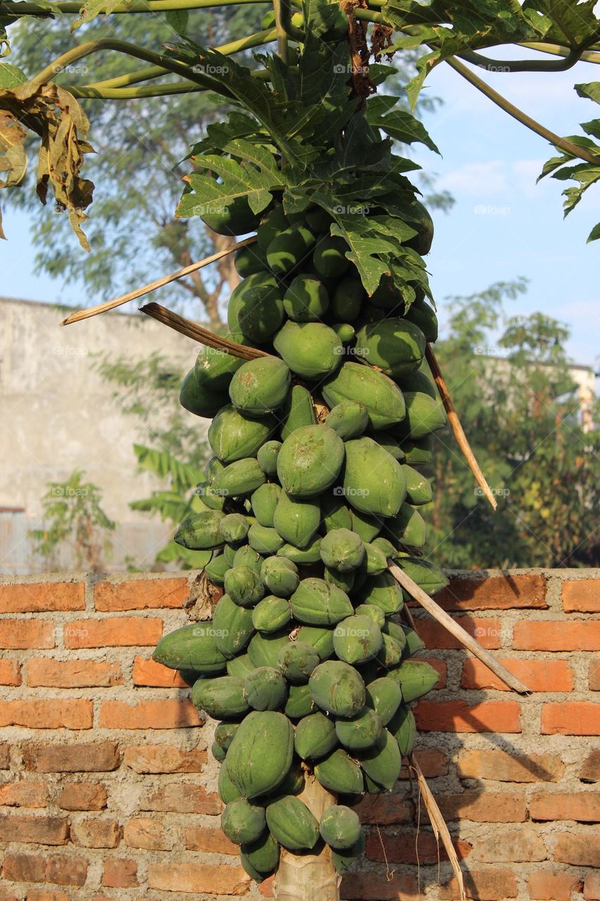 popaya in tree