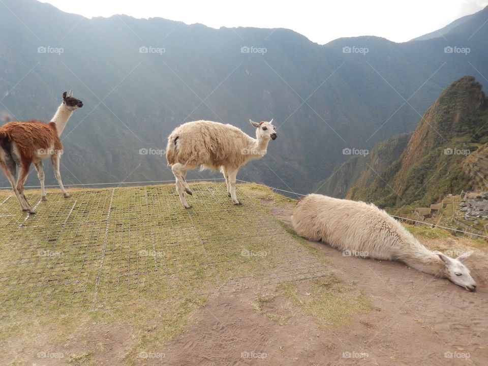 inca llamas in Machu Picchu