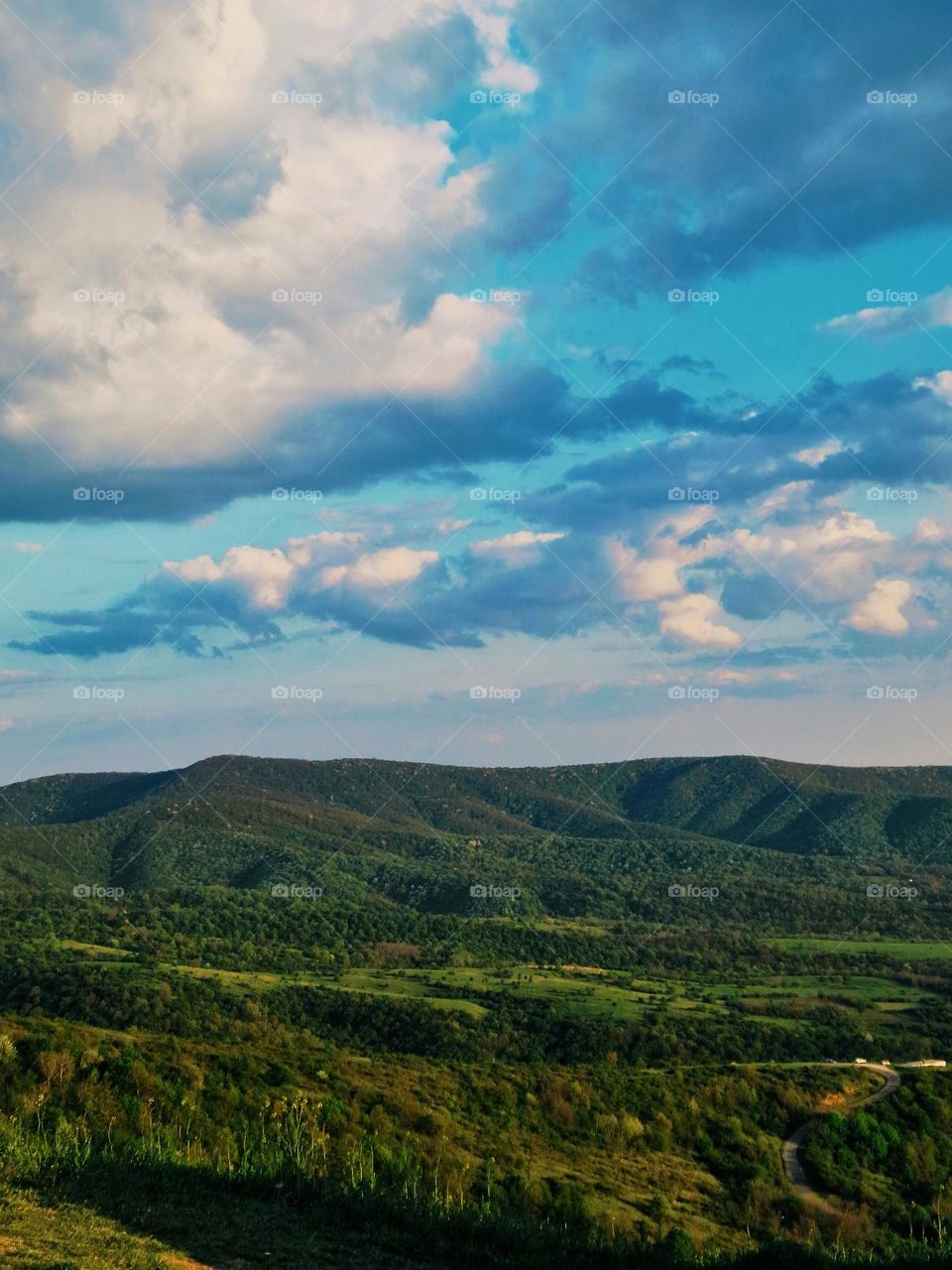 meadow landscape