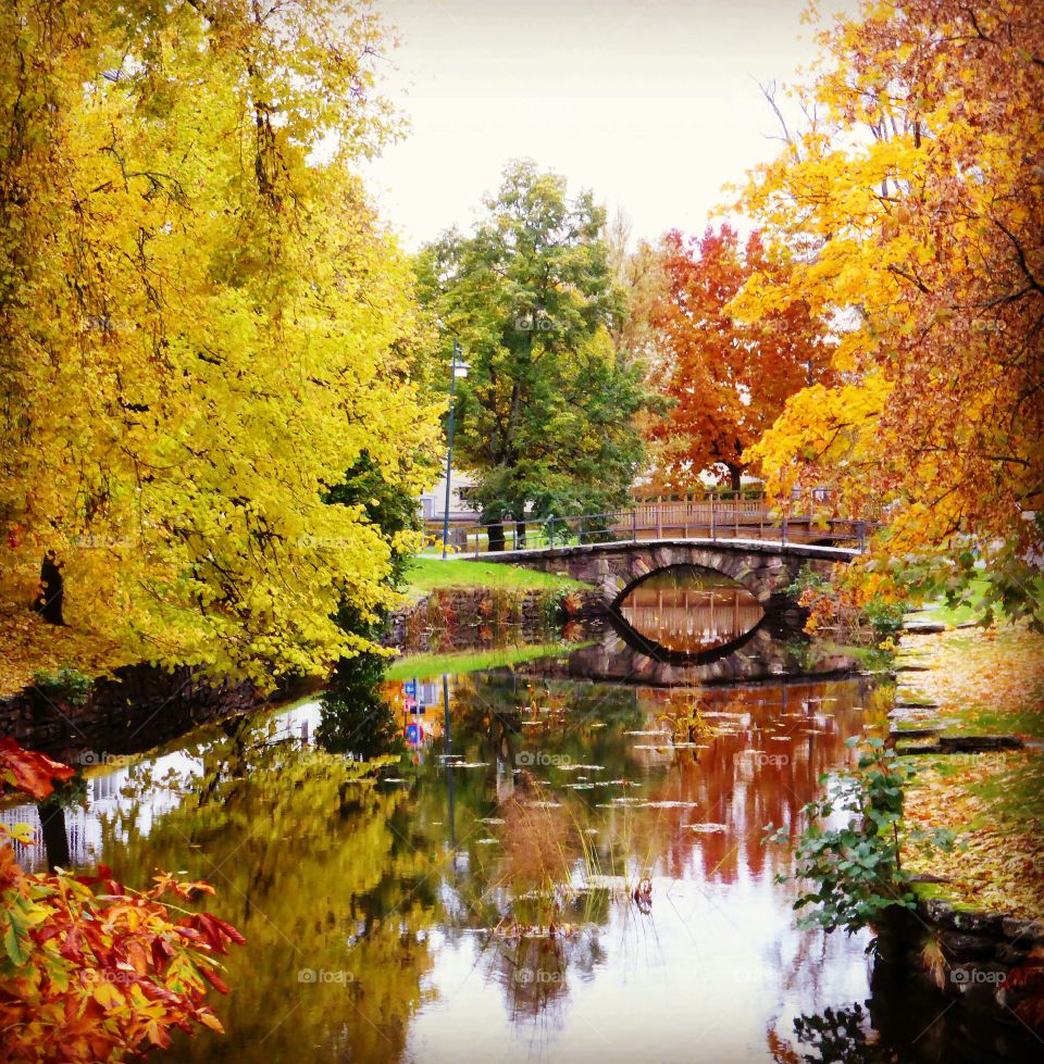 Yellow trees in autumn

