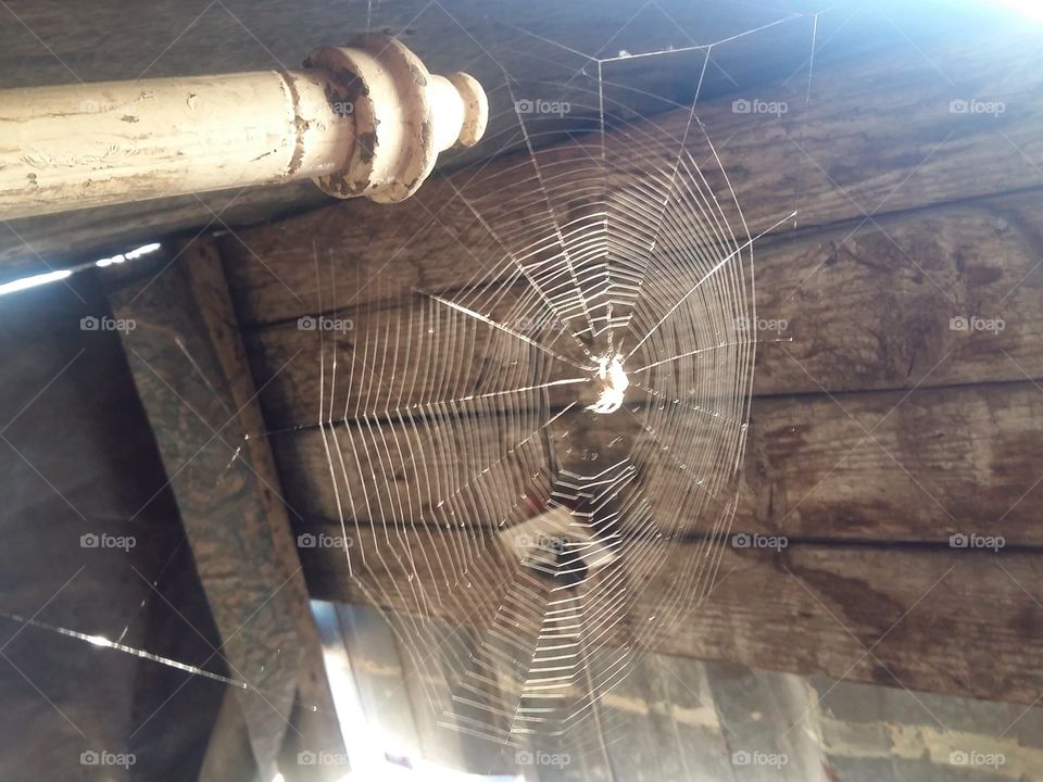 spider