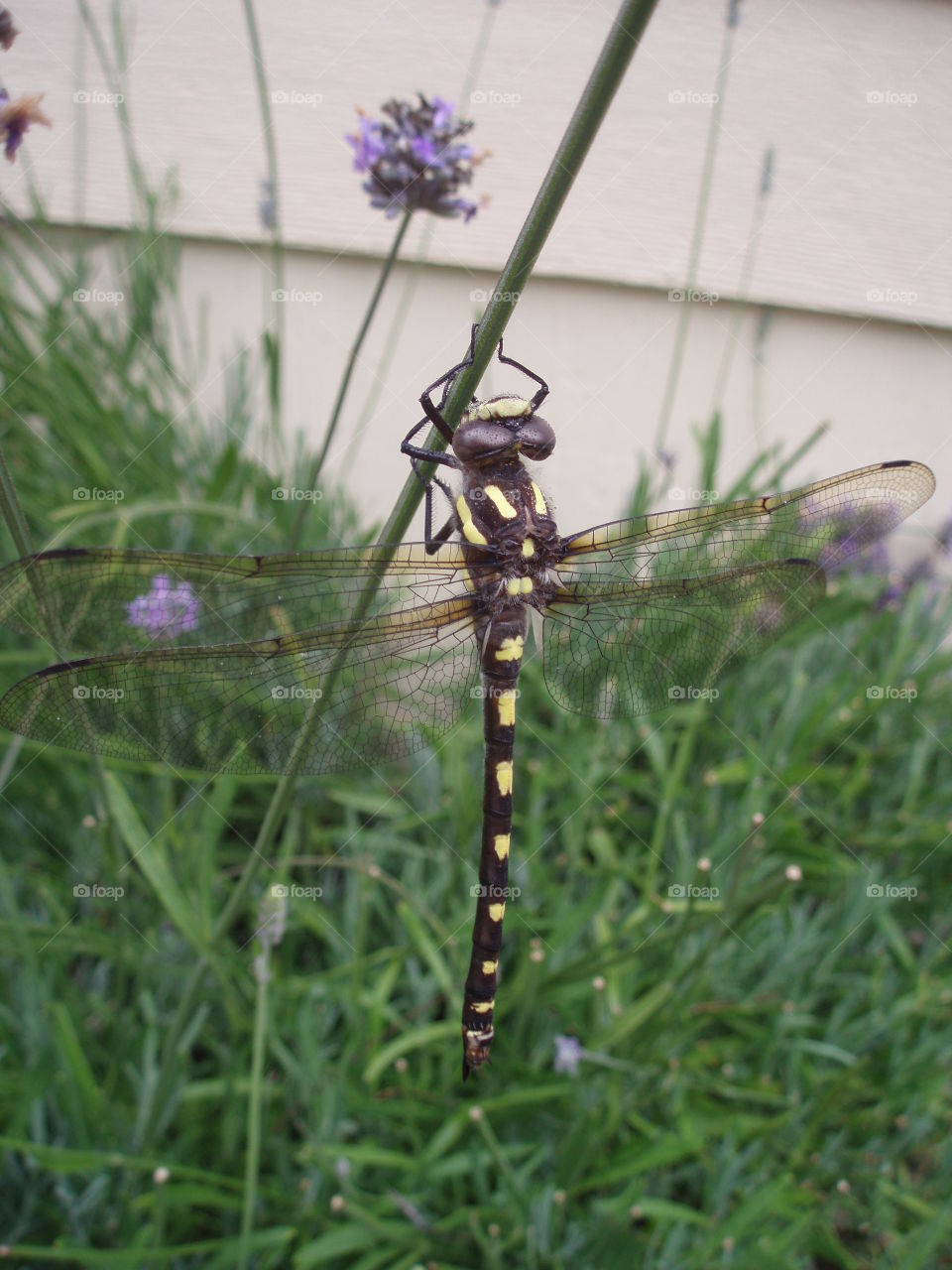 Yellow and Black Dragonfly 