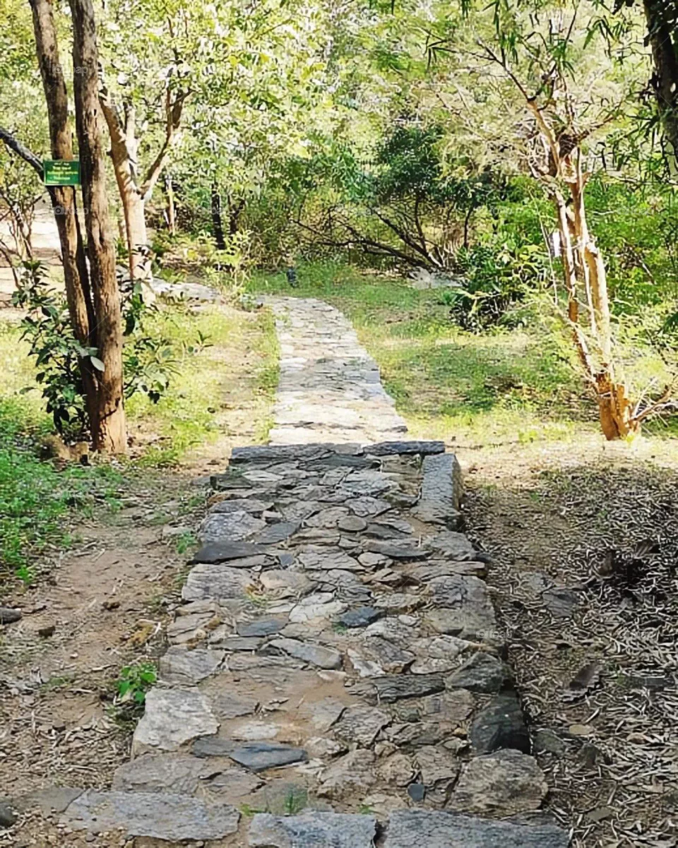 way of jungle