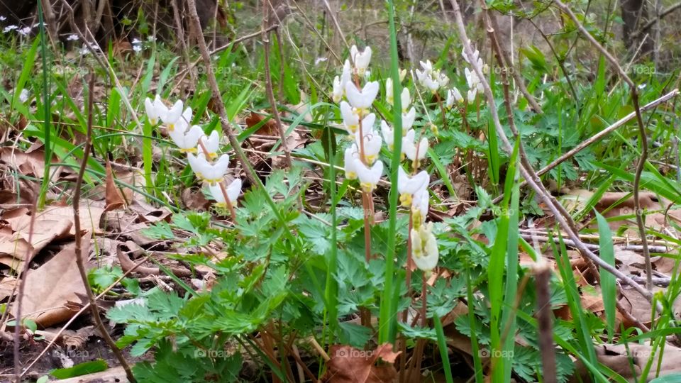 white wildflowers on de