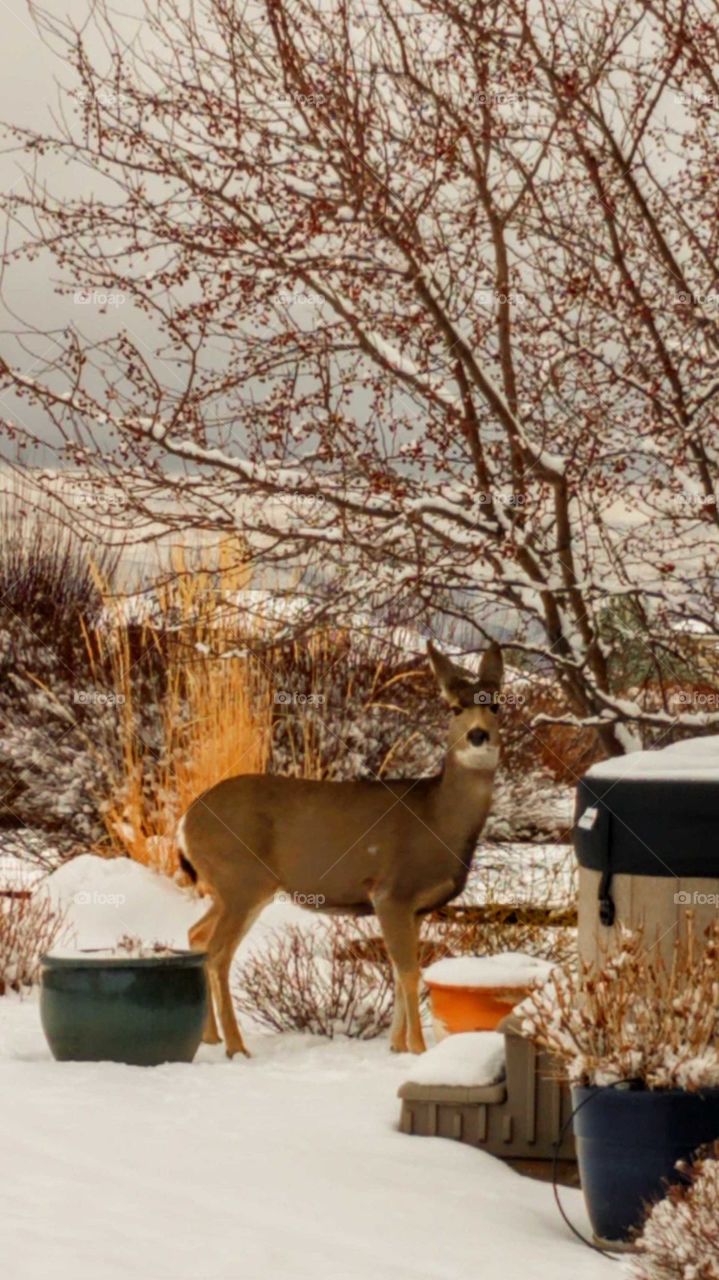A doe in a neighborhood backyard looking for food on a winter afternoon