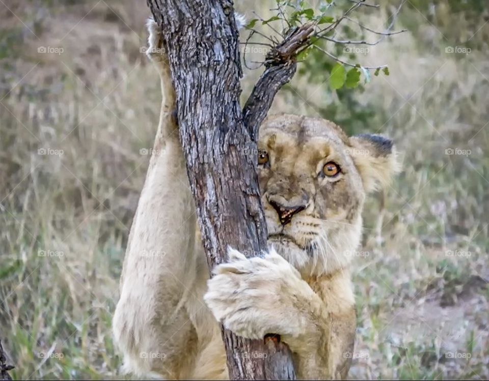 Lion hugging a tree