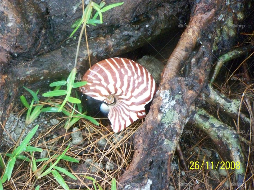 shell on Fiji Island