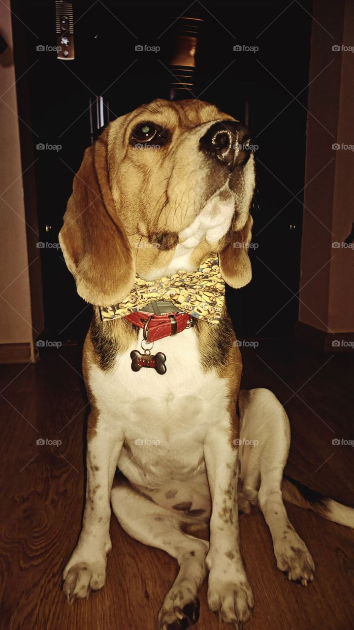 Arisaa the beagle