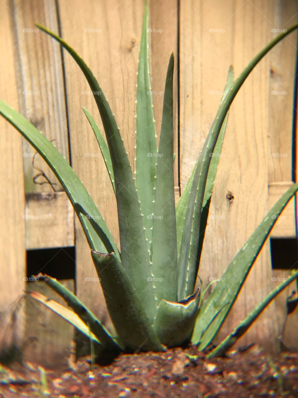 Large Outdoor Aloe Plant