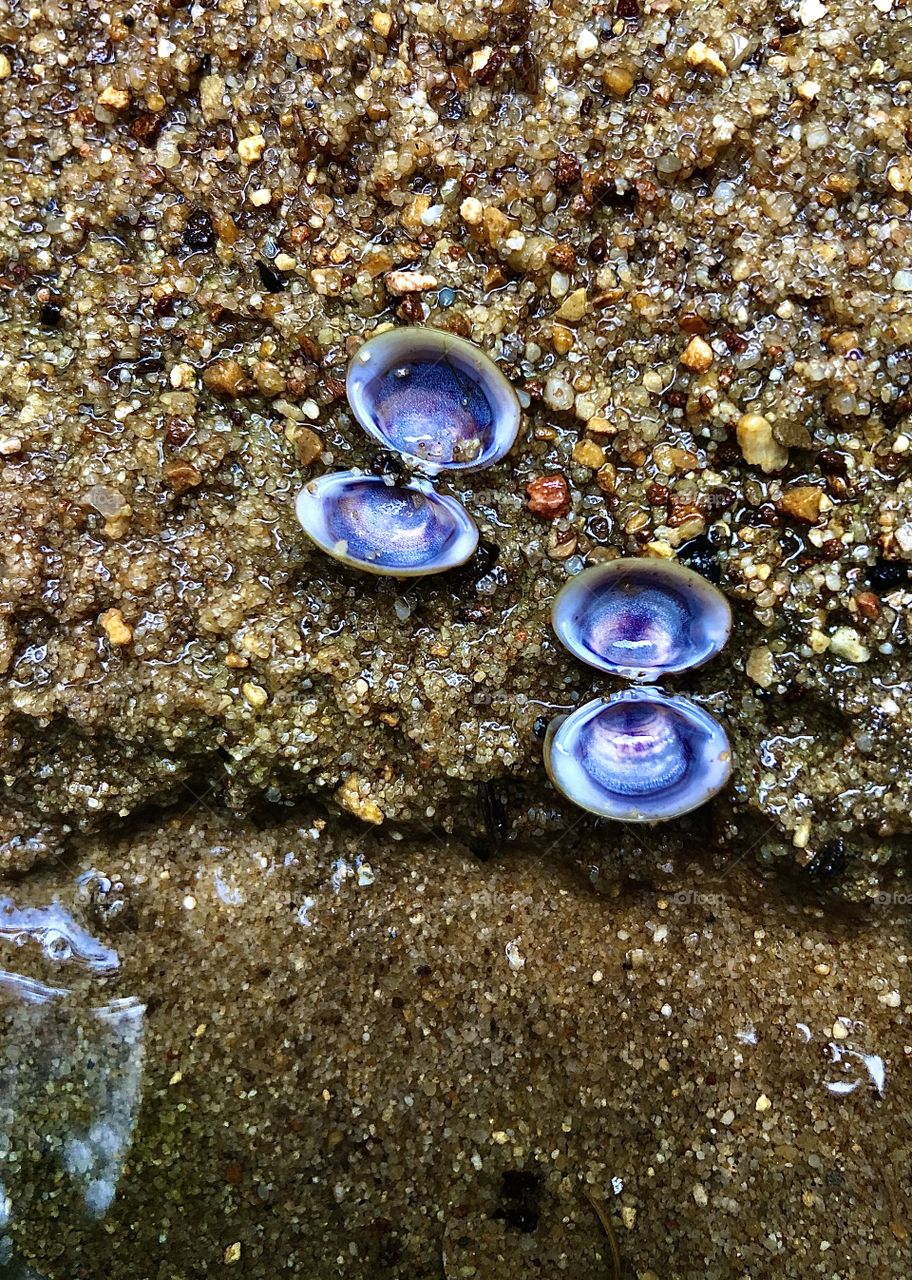 Mussel shells on creek bank