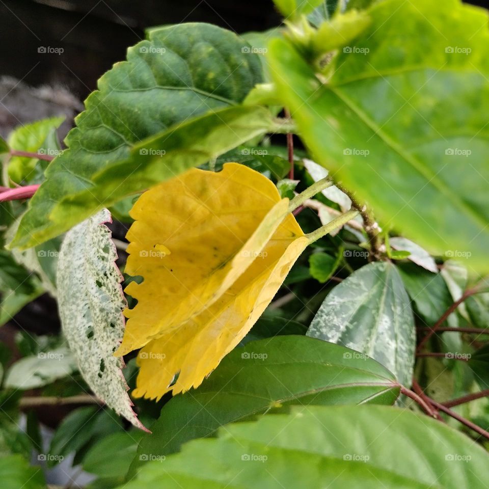 the green leaves and one yellow leaf