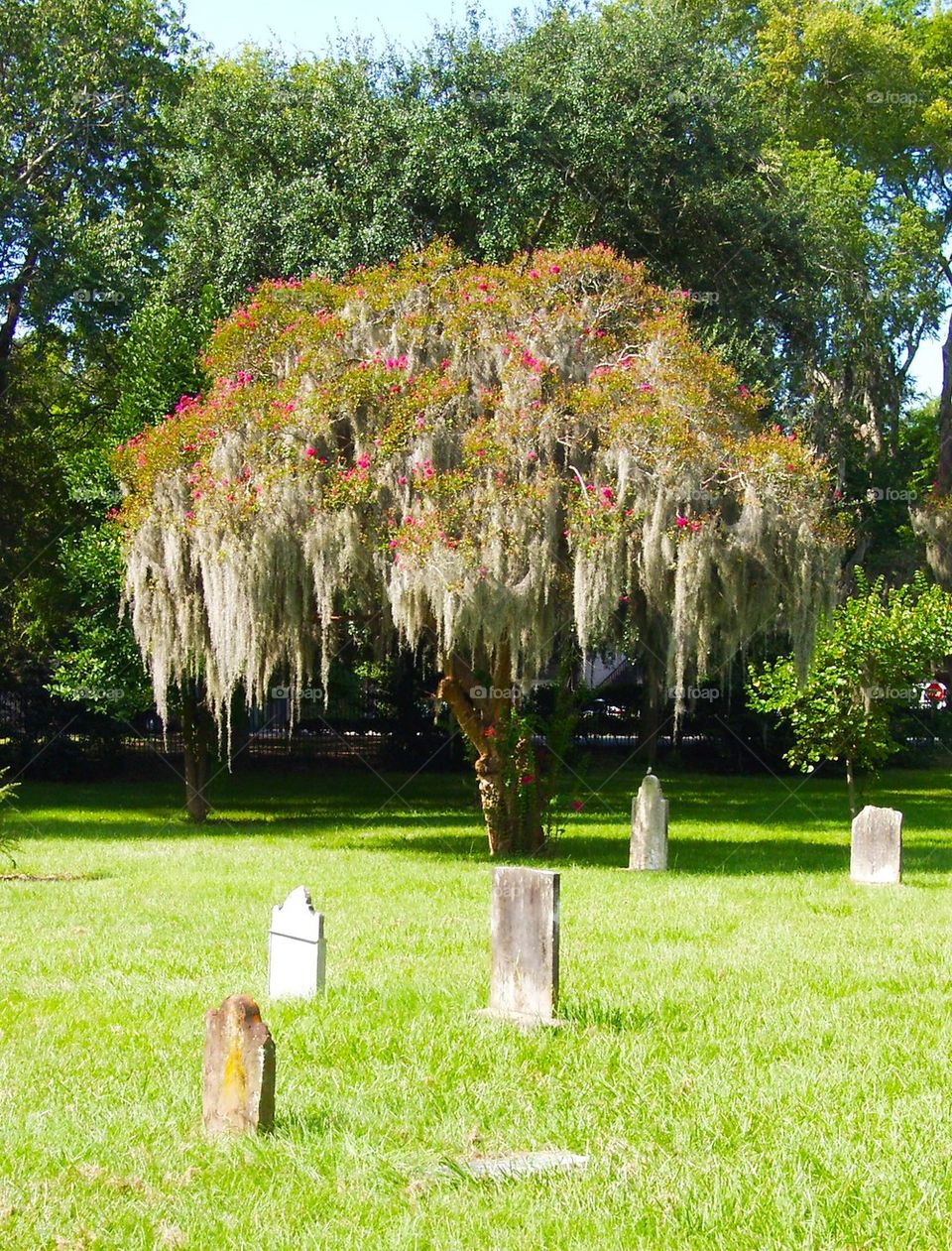 Spanish moss tree