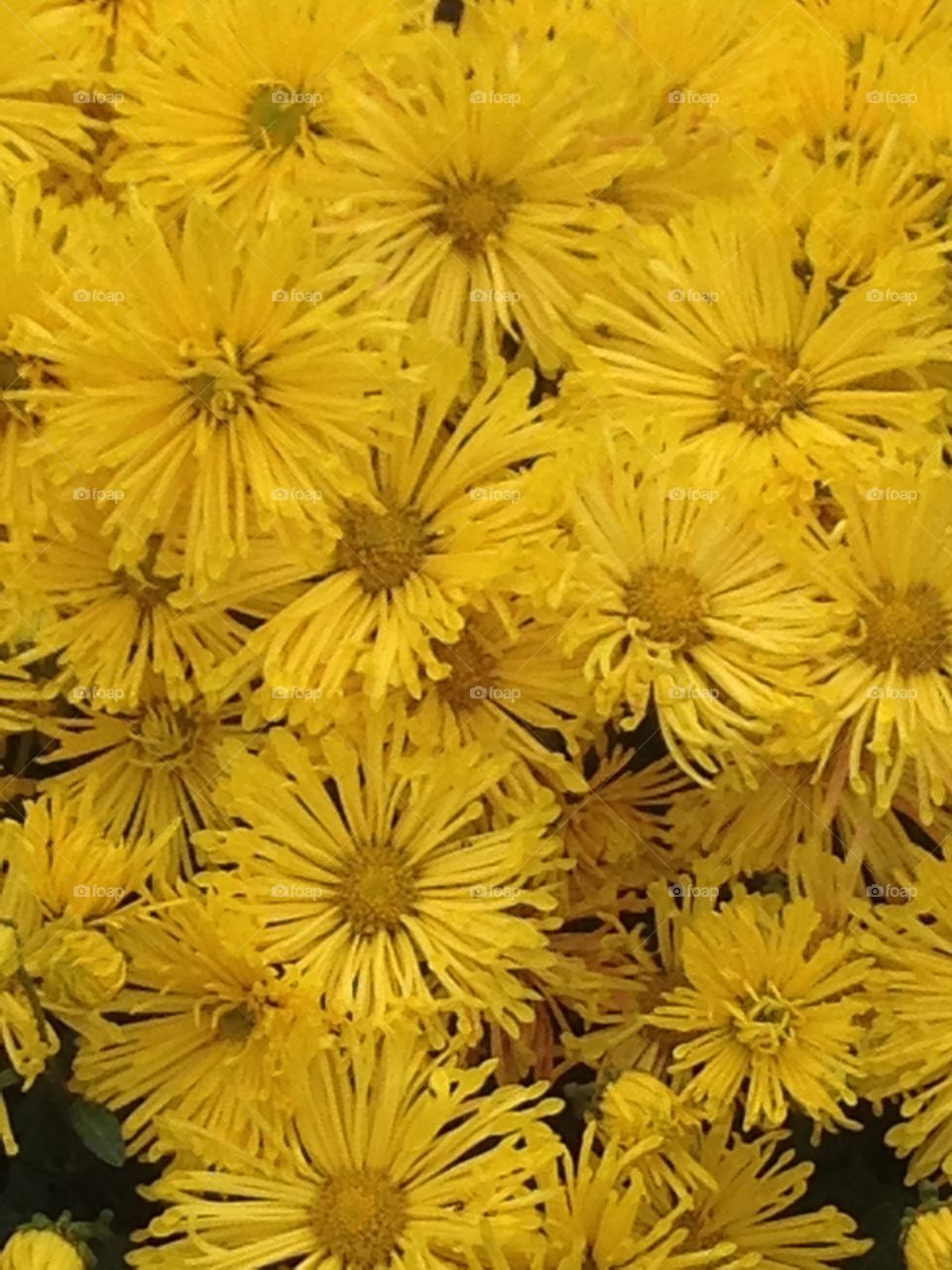 Chrysanthemums all a glow