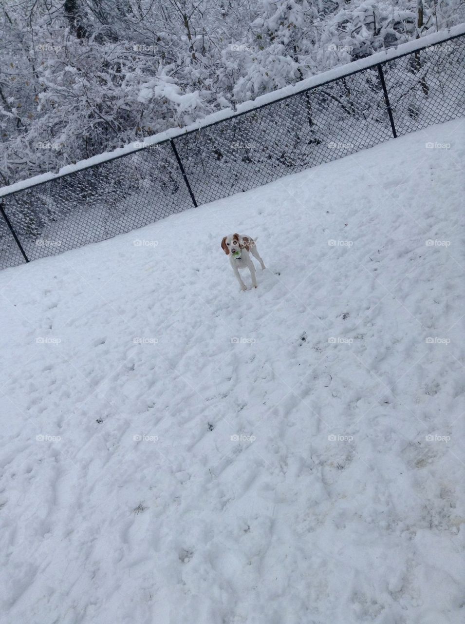 Dog in snow