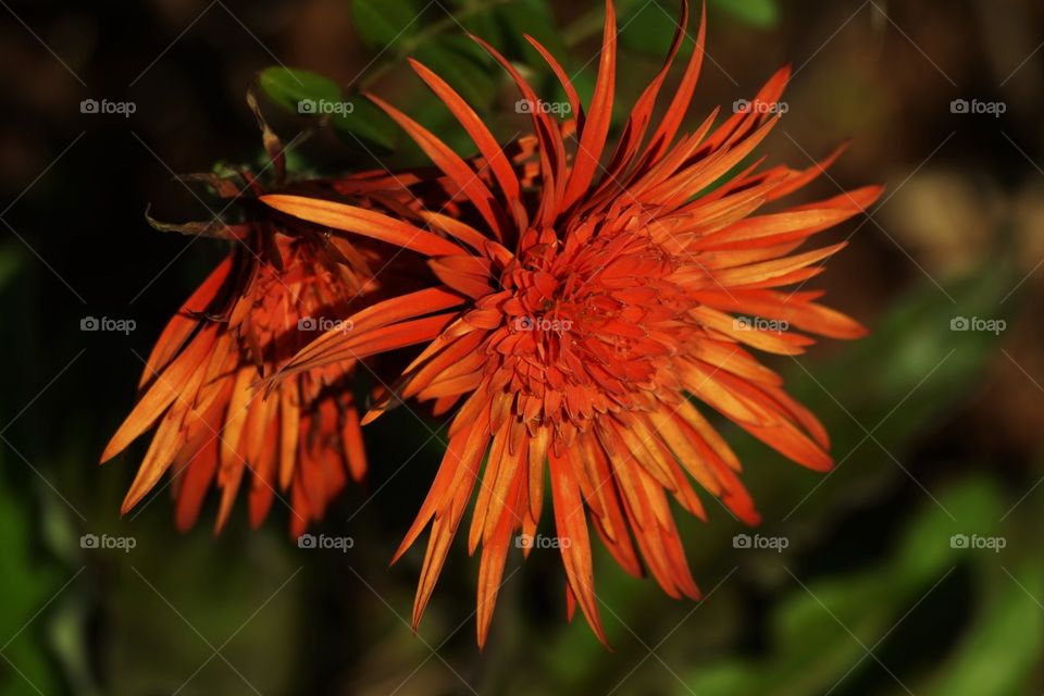 Red flowers/Flores vermelhas.