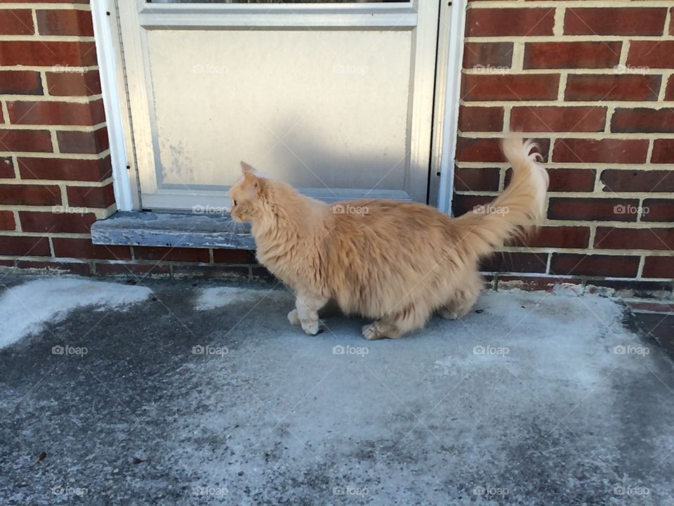 Outside cat