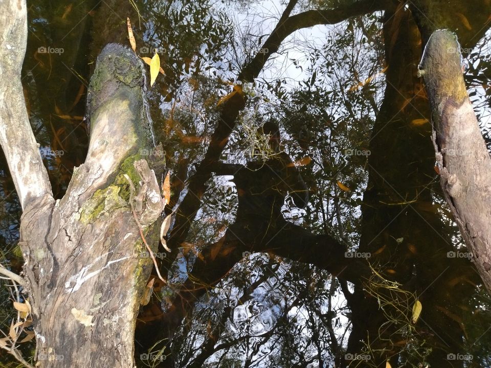 on the branch with a shadow