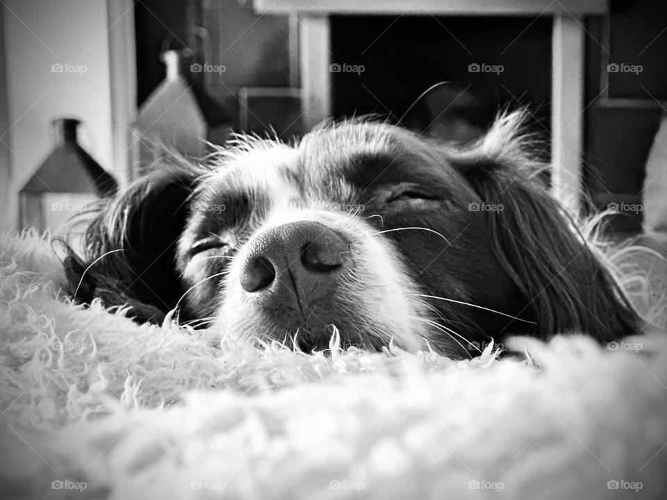 Sleepy spaniel