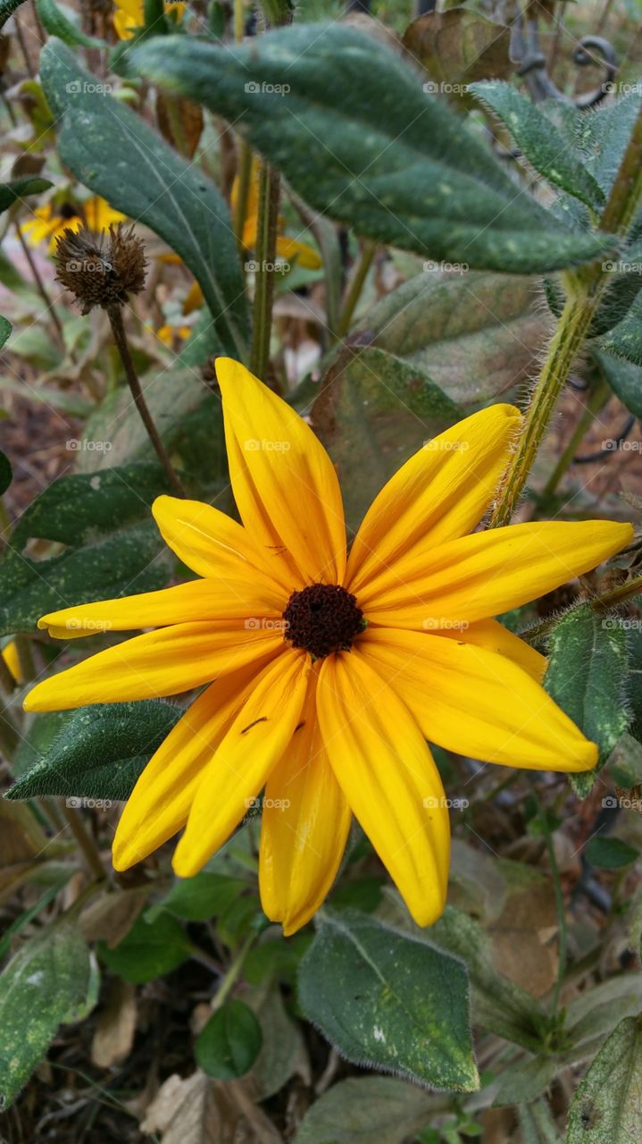 yellow flower. beautiful yellow flower
