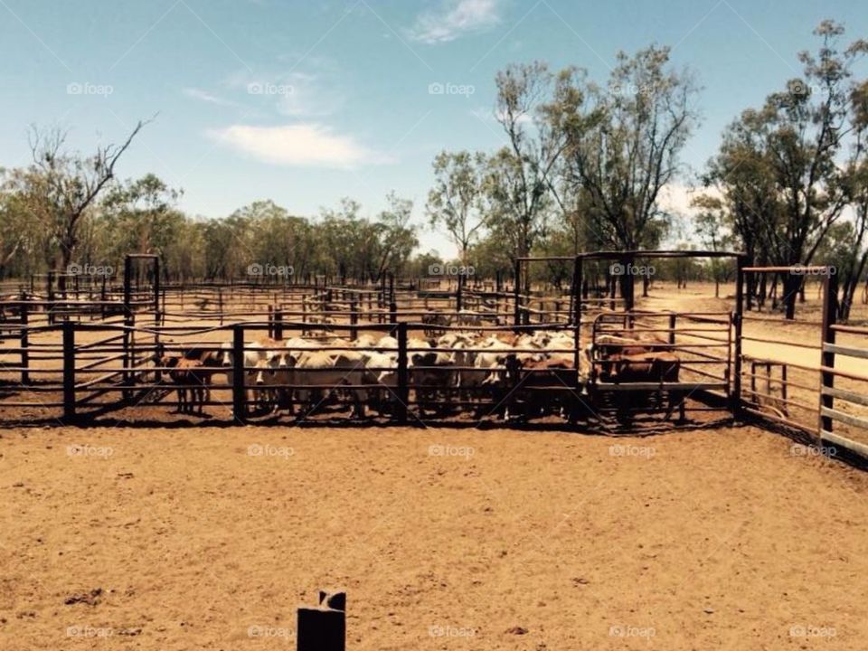 Cattle station