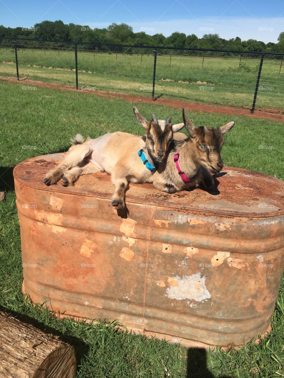 Twin tiny goats sunning