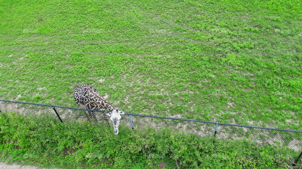 Giraffe at the Zoo