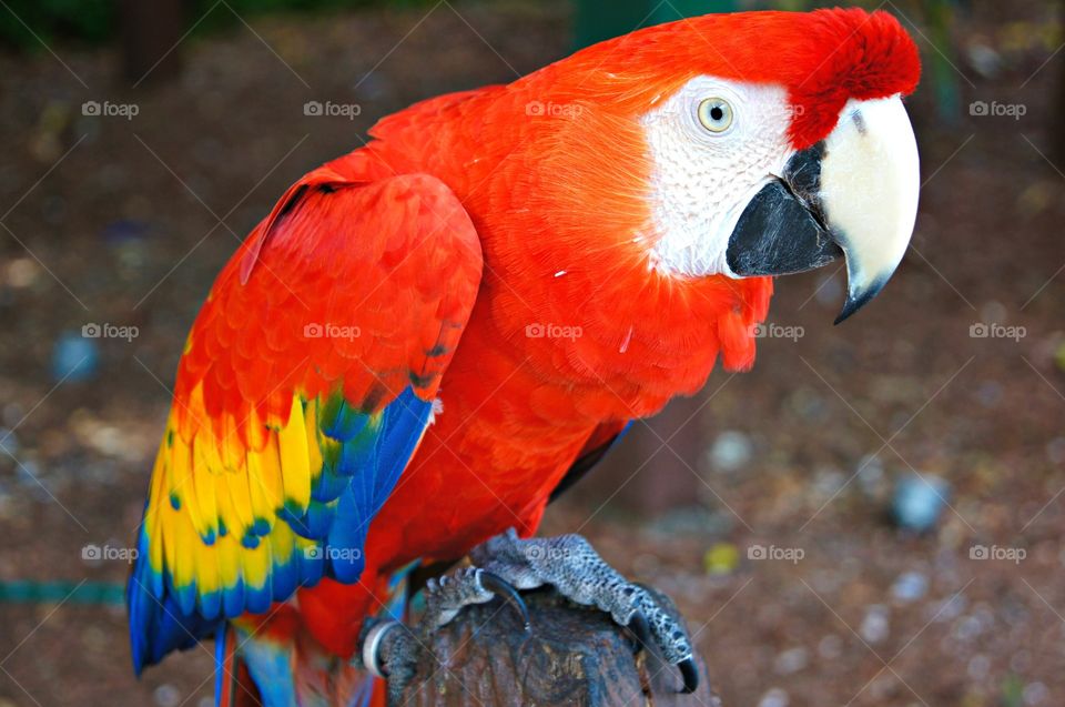 Macaw parrot on the tree branch