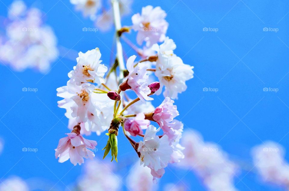 Sakura tree blossom 🌸