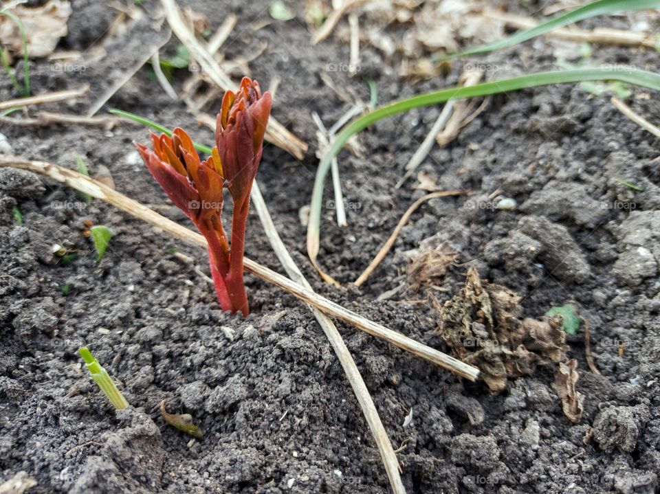 Peony in the spring.