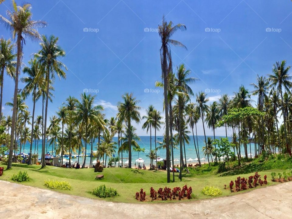 The beach is my choice for summer vacations. I love beautiful beaches with coconut trees!