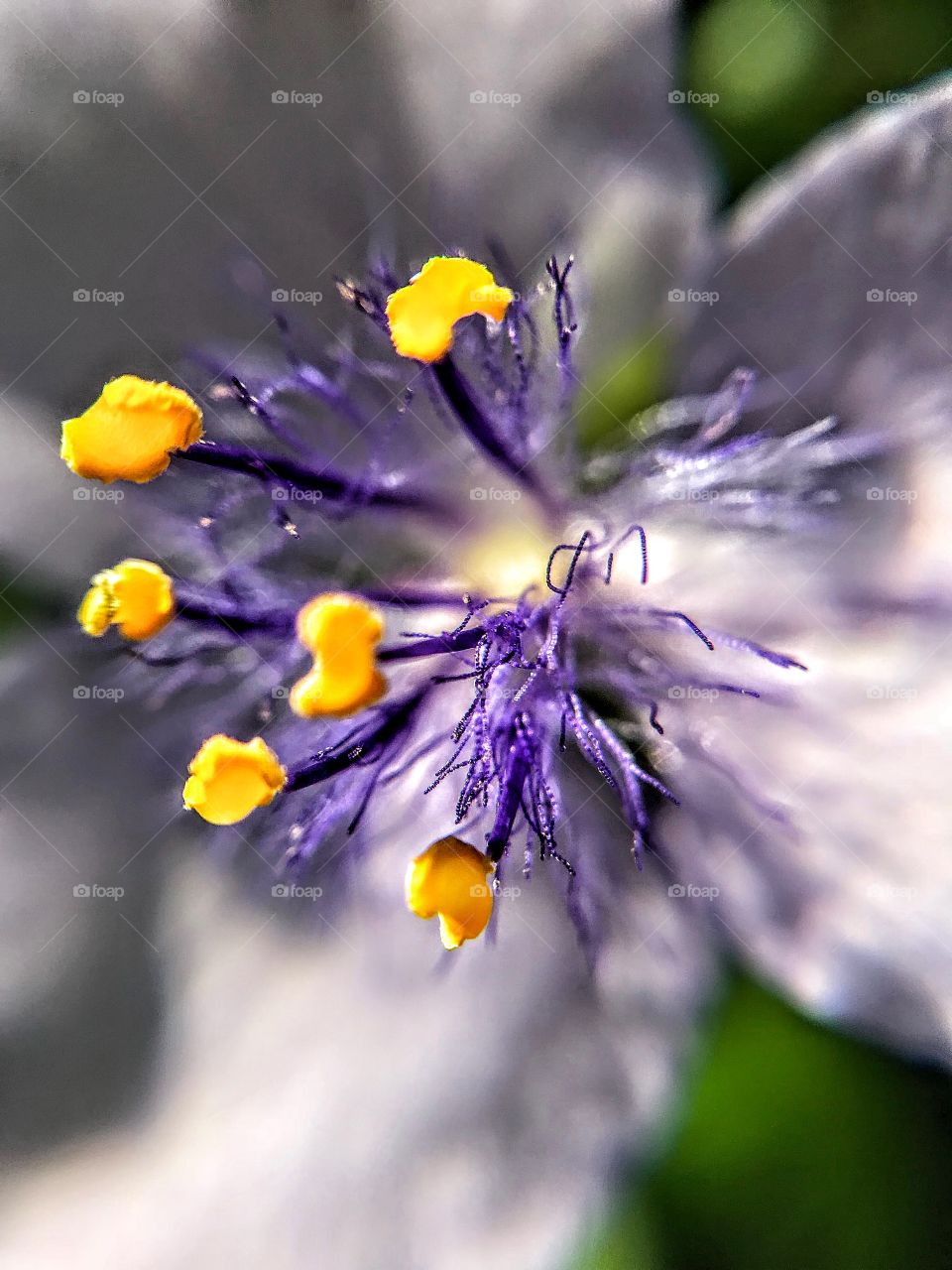 Bluejacket - stamens with blue filaments, yellow anthers and multicellular hairs at the base