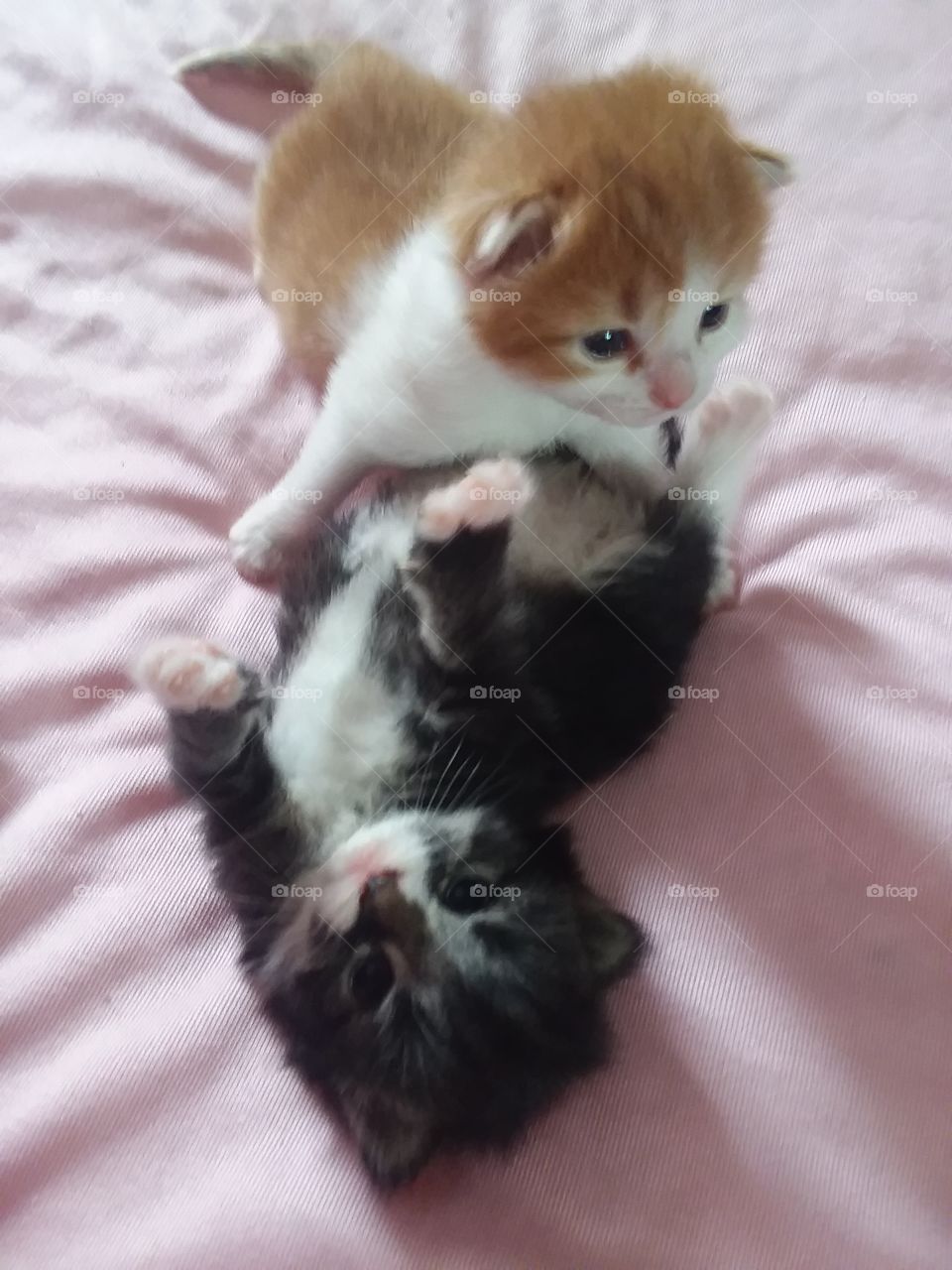 kittens