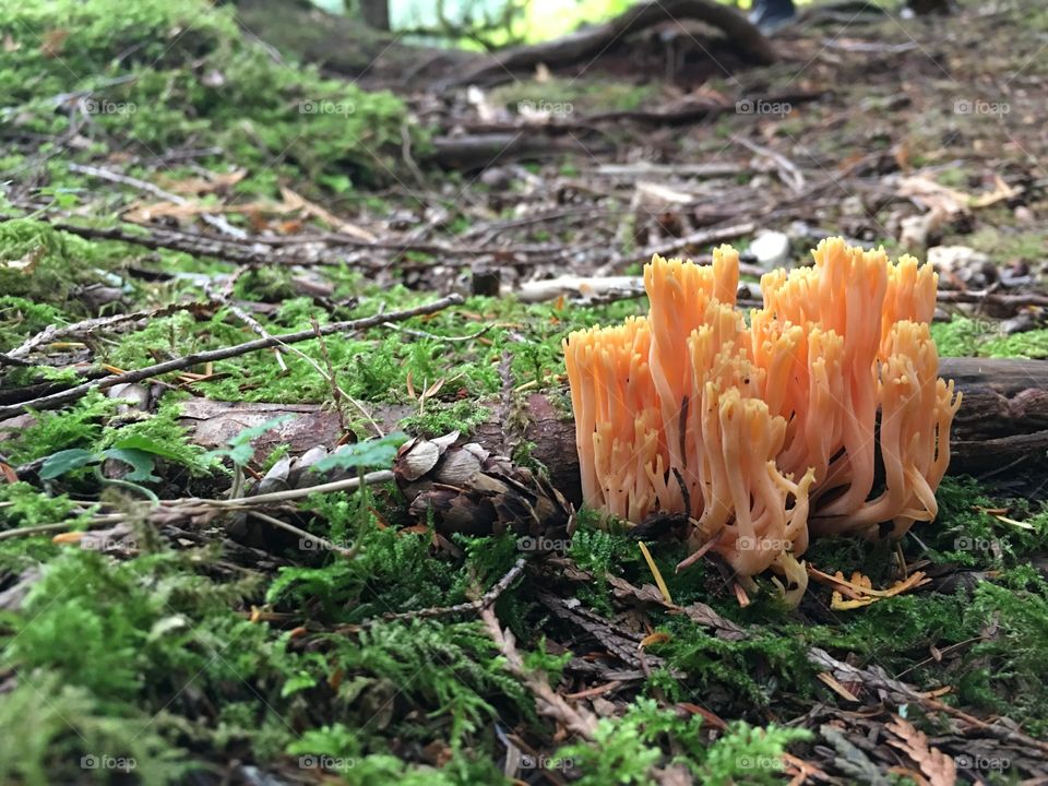 Bright Orange Fungi - Verlot, WA