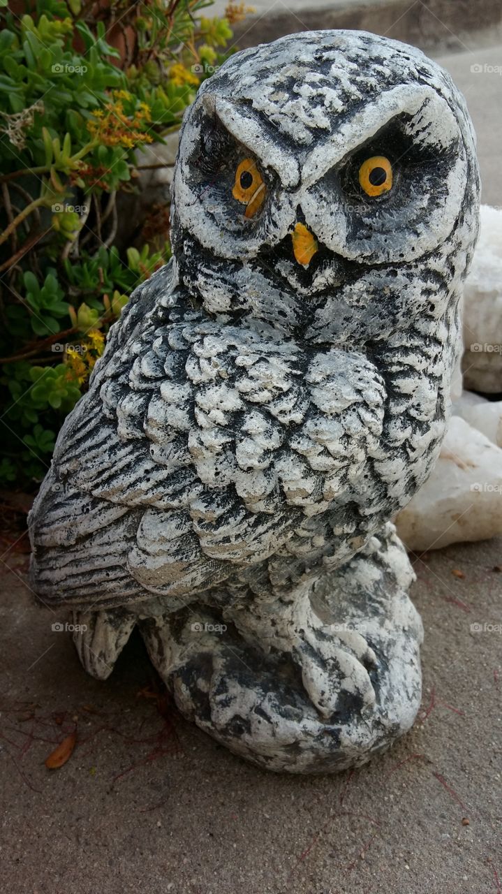 Owl
