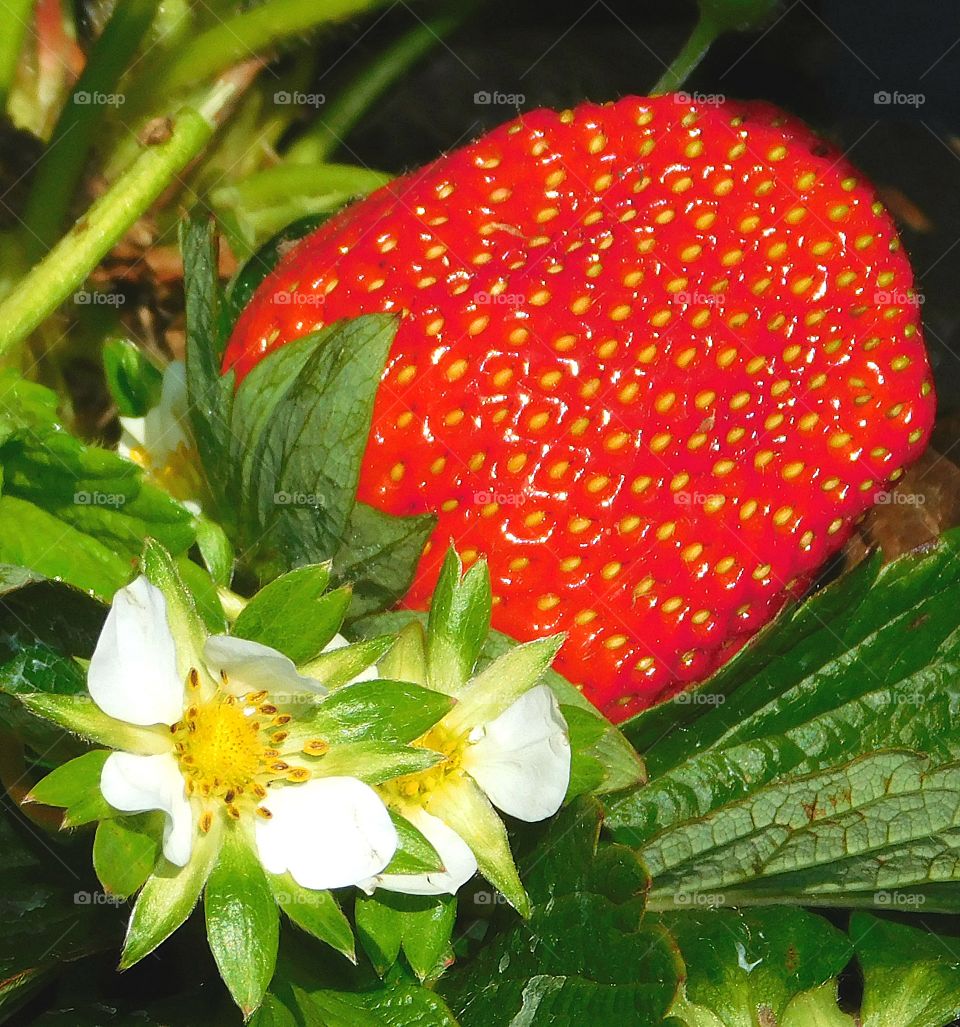 
The Strawberry fruit is widely appreciated for its characteristic aroma, bright red color, juicy texture, and sweetness. It has a white flower and green leaves