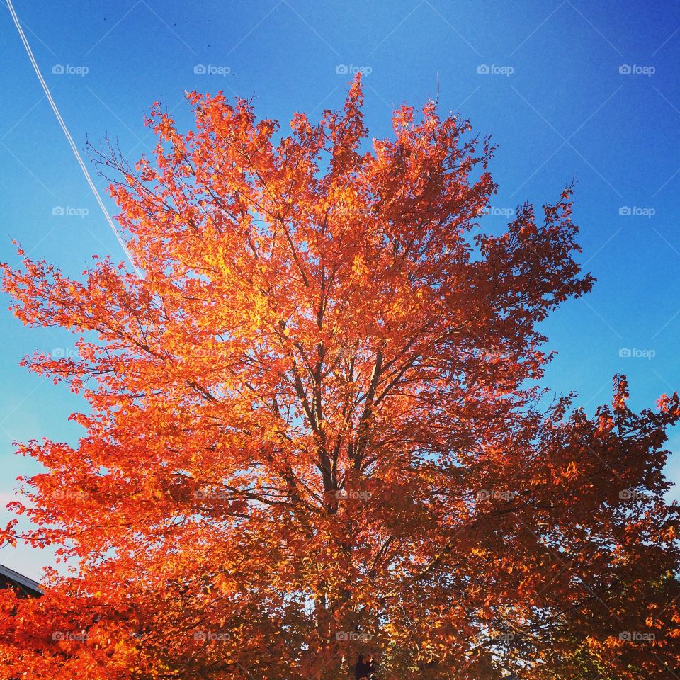 Fall. Maple Tree