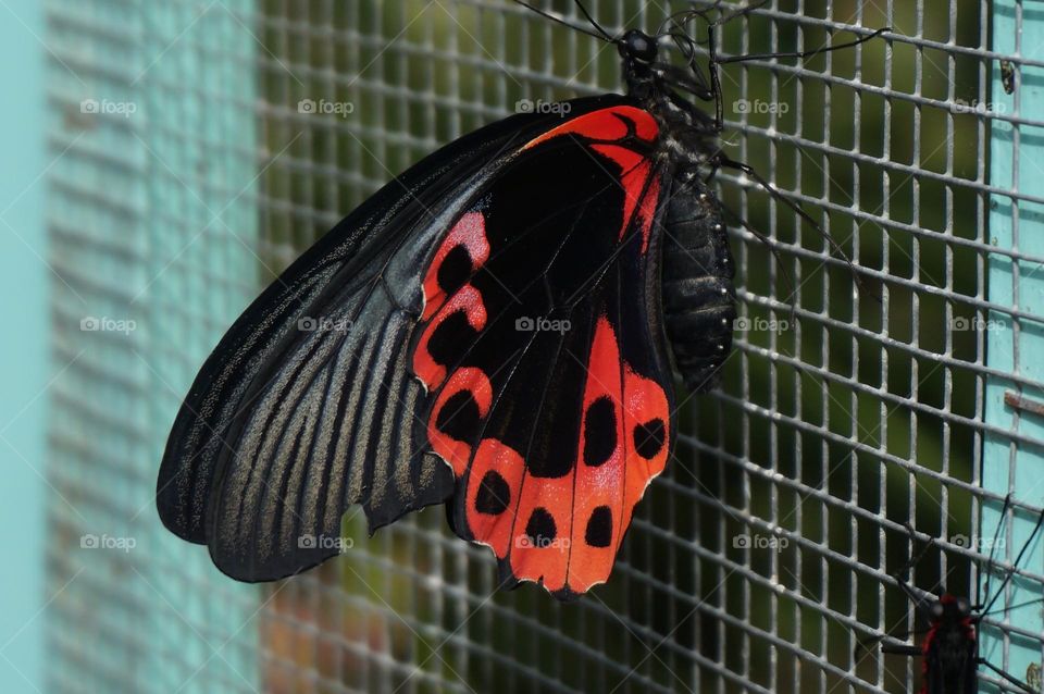 Vibrant butterfly on a screen with blurred background and texture