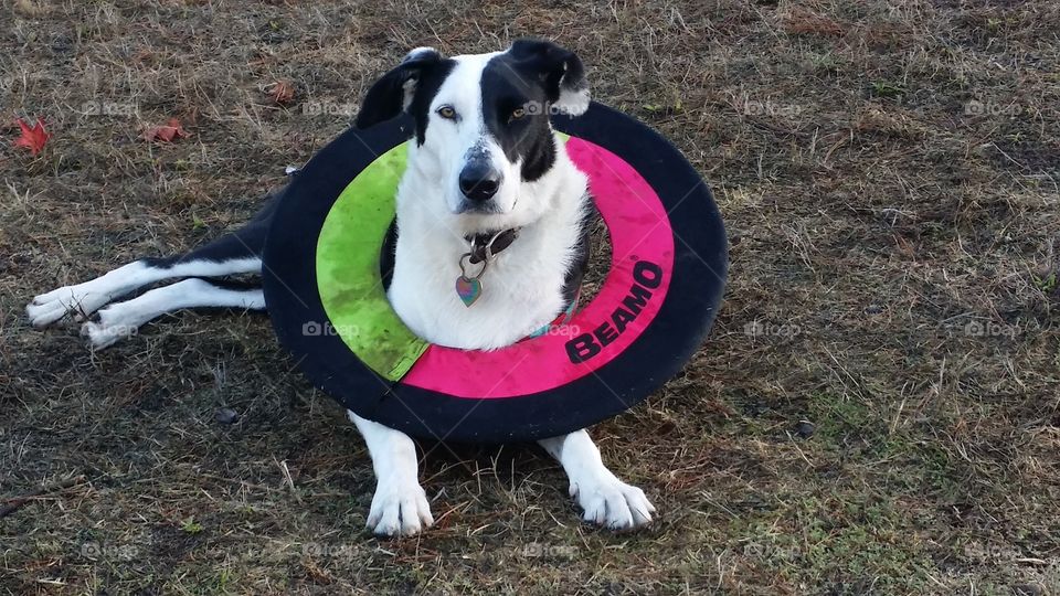 Border Collie