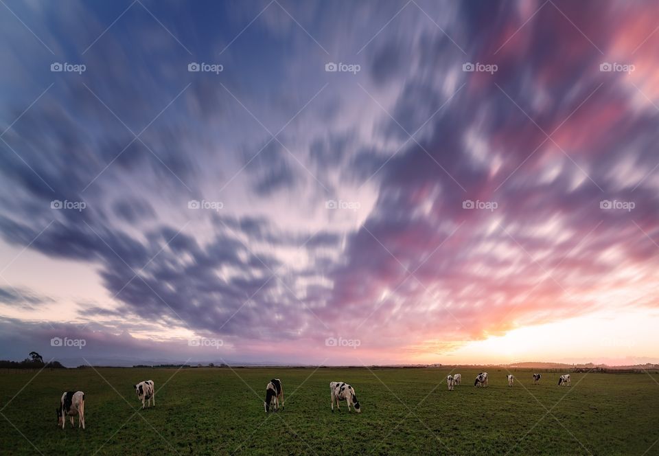 Cows grazing on grassy field at sunset