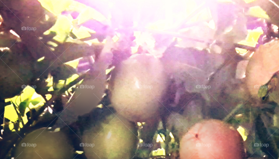 Passion fruit is a tropical fruit which has a hard, colorful rind and juicy, seed-filled center... but it's also looked lovely under the light coming through the branches...