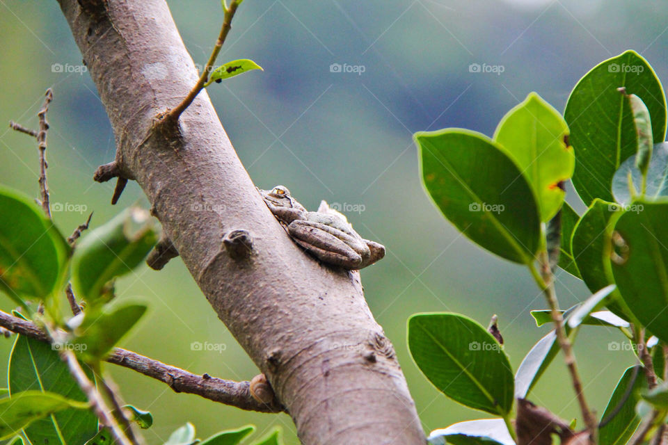 tree leaves plant branch by mathsonlee