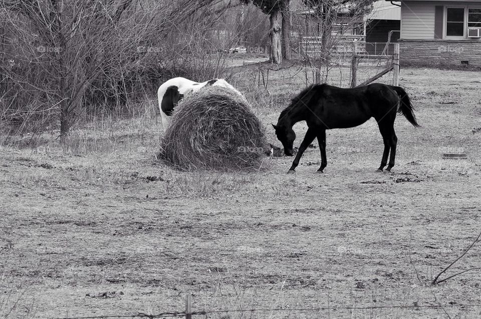 Black horse 