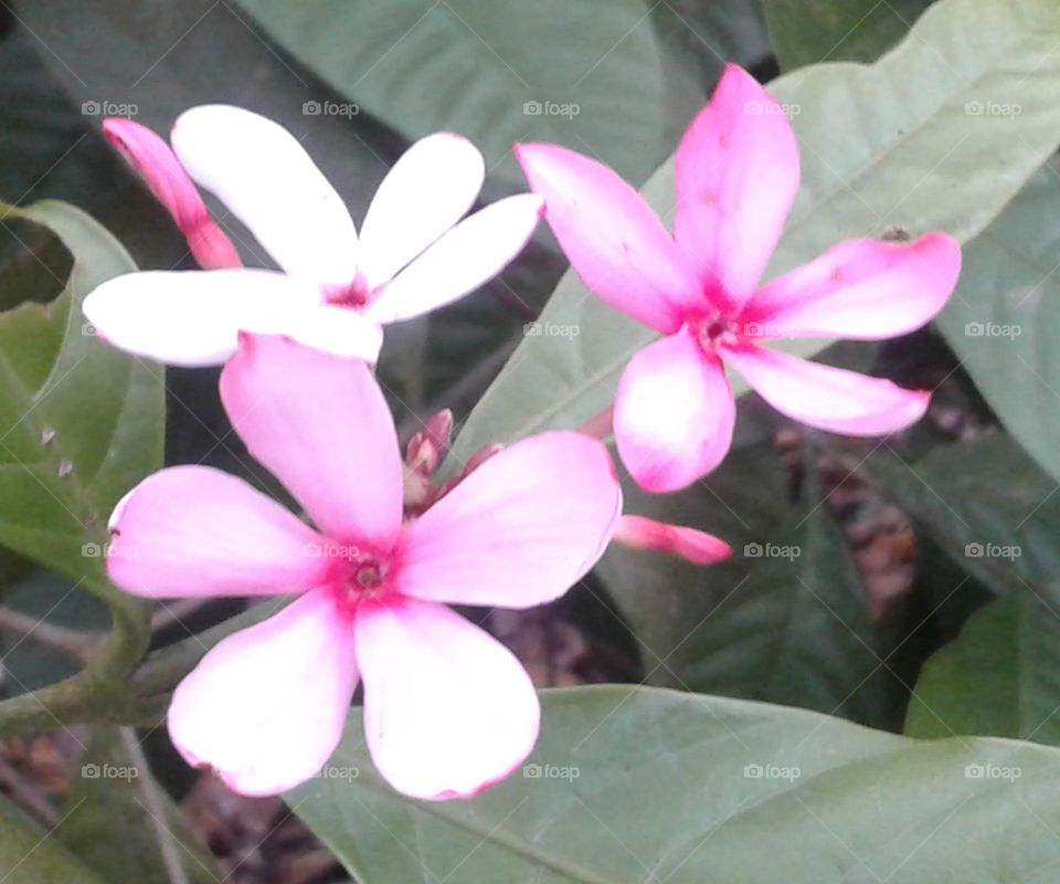Three light pink colour flower is smiling for you