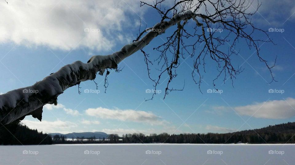 Winter scene; a lake covered with snow, with mountains and a big tree branche covered with ice on a sunny day