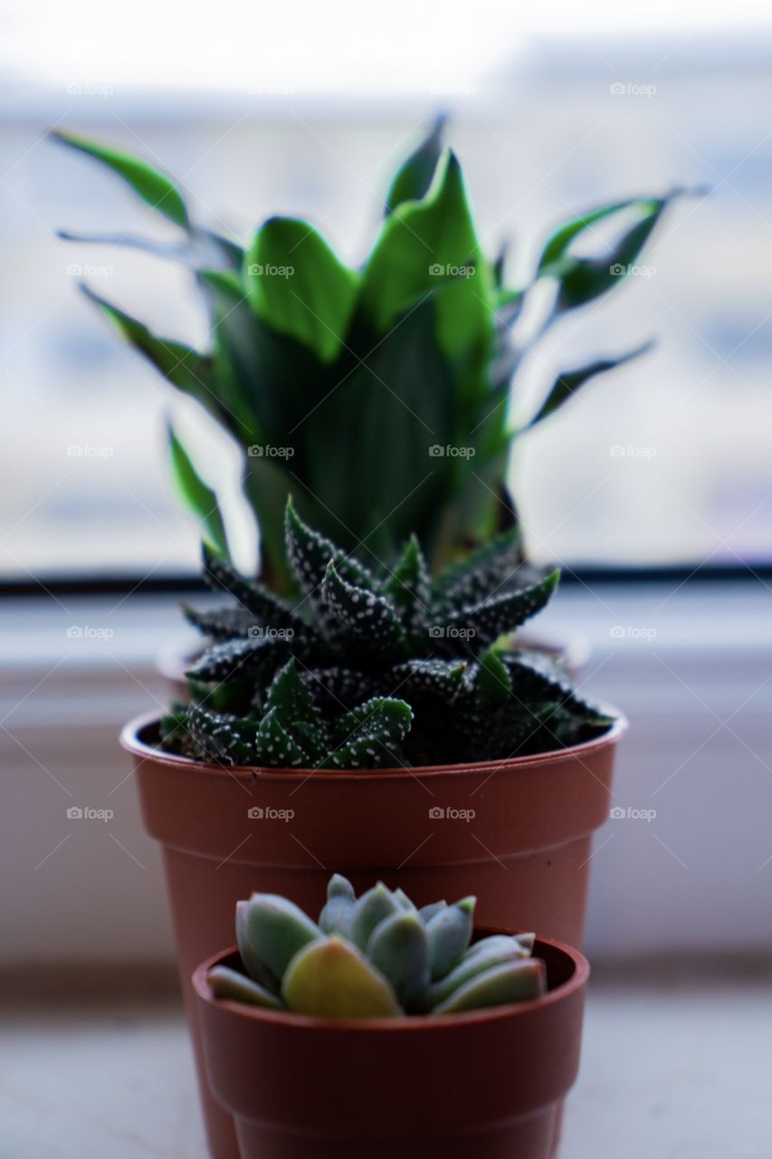 Baby Plants