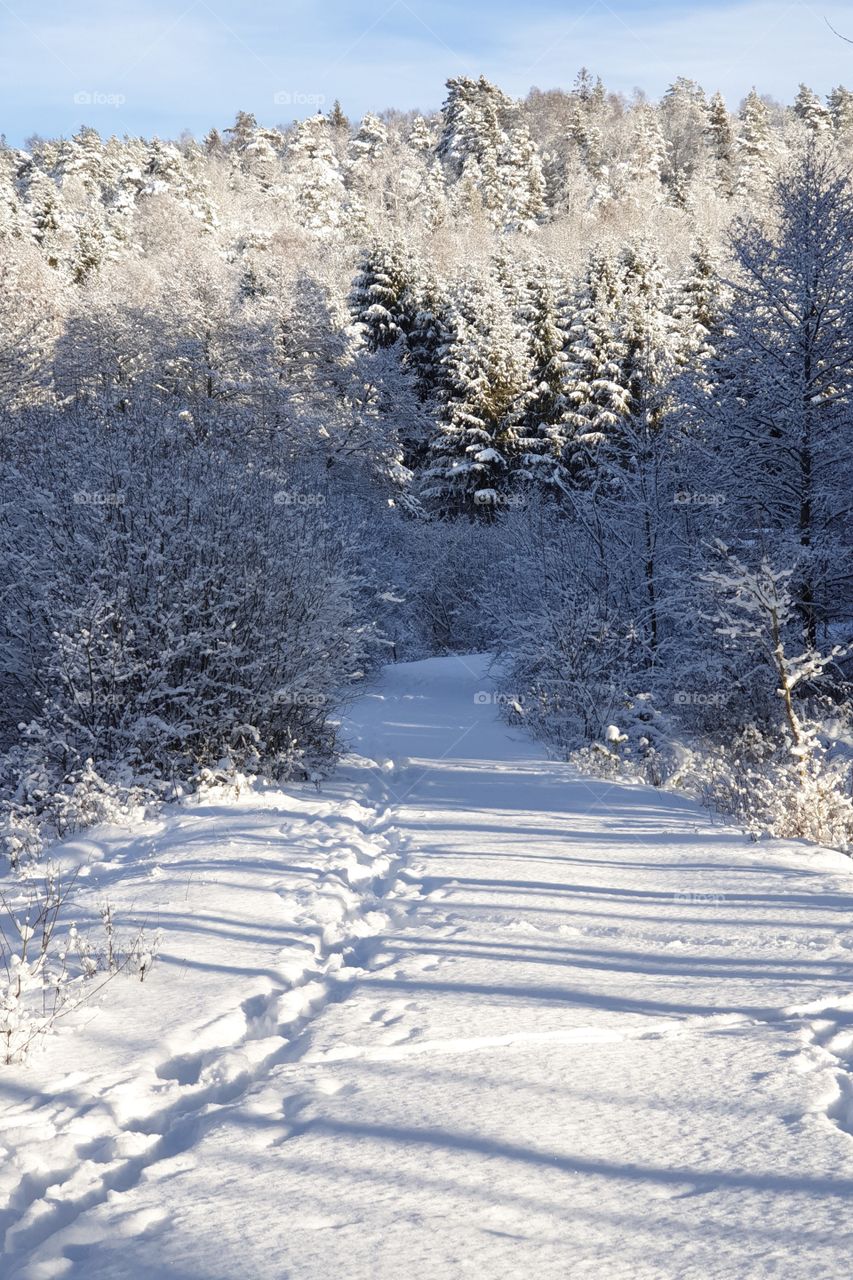 Beautiful sunny winter day snowy woods, fin solig vinterdag i skogen med mycket snö 