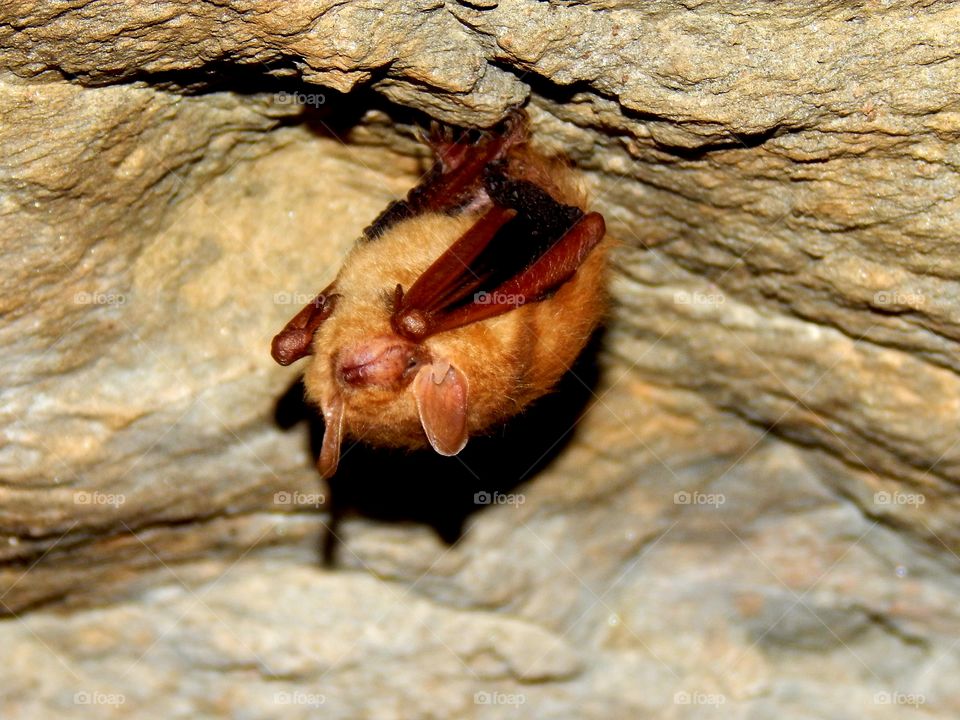 close up of a small Bat inside Consolidated Gold Mine, in Georgia.