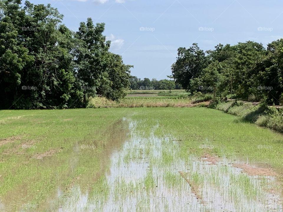 The stories of the rice field, Countryside 